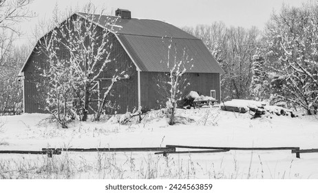 Black and white barn with snowy landscape in foreground. Snowy landscape with wooden rail fence. Pale sky over the side of a barn with gray roof.  Colorado winter scene with snowy ground and trees. - Powered by Shutterstock