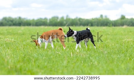 Black and white basenji dog sniffing a red and white basenji on a walk in a green field