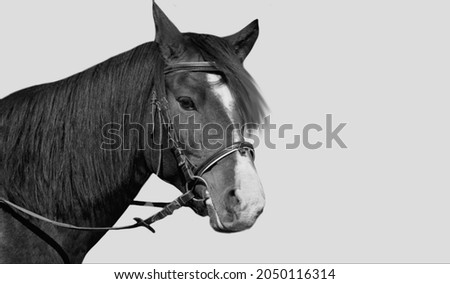 Similar – face of heinrich Horse