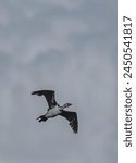 Black and White Beautiful Little Pied Cormorant Bird Flying in Sky 
