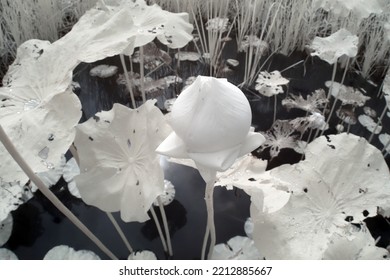 black and white beautiful lotus flower in the swamp