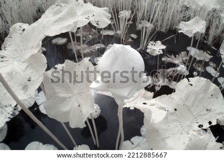 black and white beautiful lotus flower in the swamp
