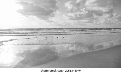 Black And White Beautiful View Of California Tijuana Ocean Beach