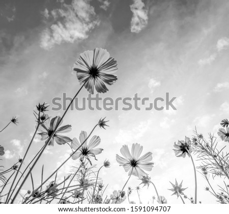 Similar – Image, Stock Photo let the sun shine …