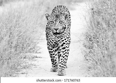 Black And White Of A Big Male Leopard Walking