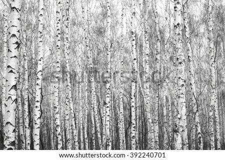 black and white birch forest, black-white photo with black and white birch trees with black and white birch bark