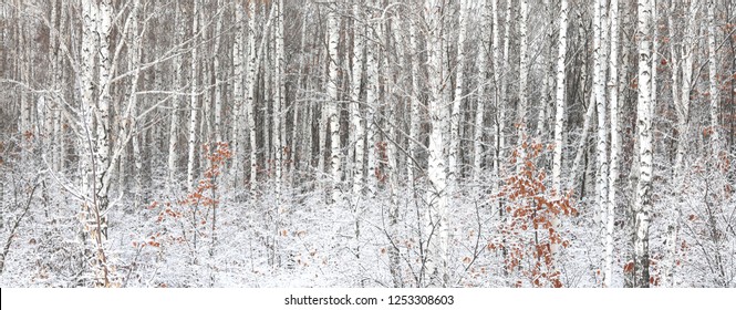 Black And White Birch Trees With Birch Bark In Birch Forest Among Other Birches In Winter On Snow