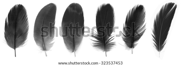 Black White Bird Feathers Stock Photo (Edit Now) 323537453