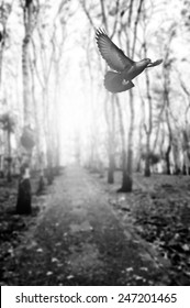 Black And White  Bird Flying In Woodland   For Background