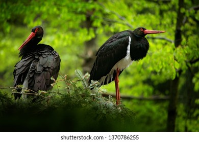 Black And White Bird With Red Bill. Detail Of Black Stork. Wildlife Scene From Nature. Bird Black Stork With Red Bill, Ciconia Nigra, Sitting On The Nest In The Forest, France.