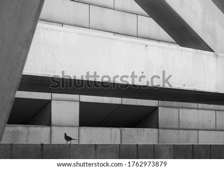 Im Anflug oder Linien in der Stadt… Tauben vor einer modernen Fassade mit starkem Schatten