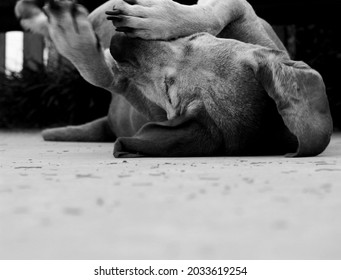 Black And White Blood Hound On The Ground