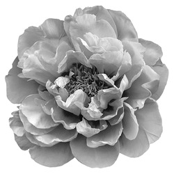 Black And White Blooming Luxurious Peony Isolated On White.