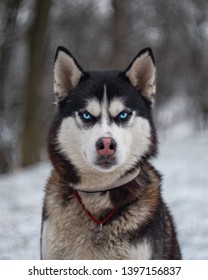 Black And White Blue Eyes  Angry Husky Dog Wolf Portrait