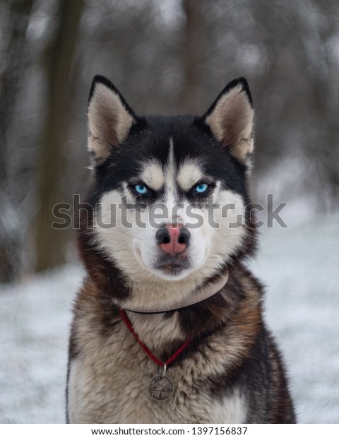 black and white blue eyes angry husky dog wolf portrait