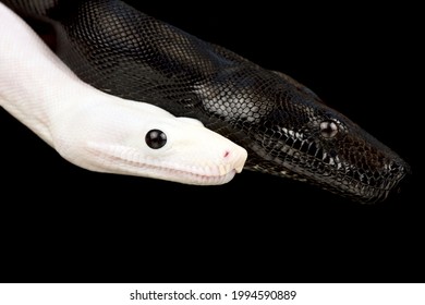 Black And White Boa (Boa Imperator)