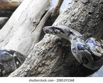 Black And White Boa At A Zoo In Severville, Tennessee