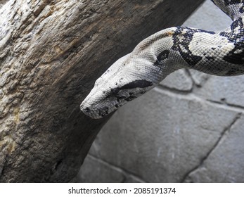 Black And White Boa At A Zoo In Severville, Tennessee