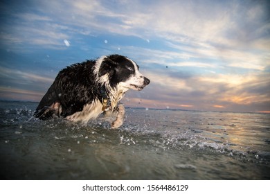 A black and white Border Collie with a blue eye, running, playful through the water. It is in the sea at sunset.
