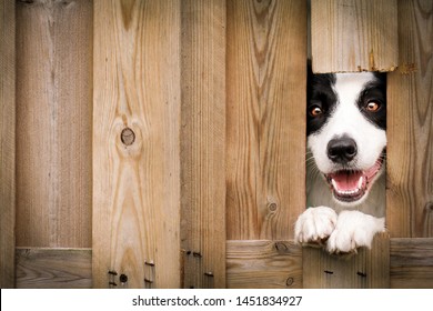 Black and white border collie dog peeking of a hole in the wooden fence. Smiling and looking cute. 