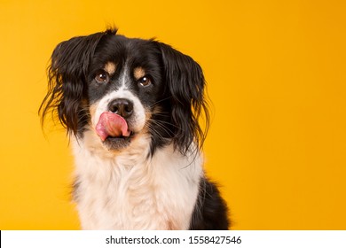 Black and white border collie dog on yellow background