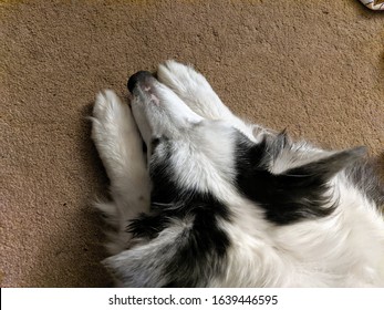 Black and white border Collie dog top view, nose low to paws, scared or anxious