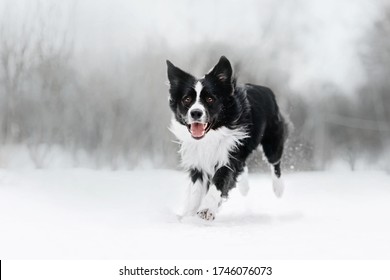 black and white border collie dog running outdoors in winter