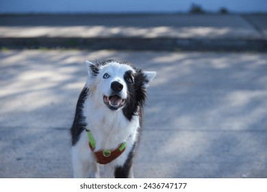 Black and white border collie dog, with one blue eye and one brown eye, heterochromia, looking happily at his owner waiting for him to throw him the ball. Pet concept