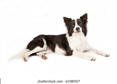 Black And White Border Collie Dog Laying Down And Looking Forward. Isolated On White.