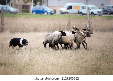 Black And White Border Collie Learns To Herd A Flock Of Sheep In A Pen. Sports Standard For Dogs On The Presence Of Herding Instinct.