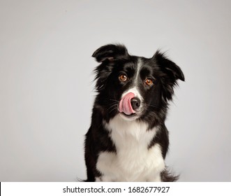 Black and White Border Collie Licking Lips - Shutterstock ID 1682677927