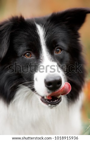 black and white border collie licking