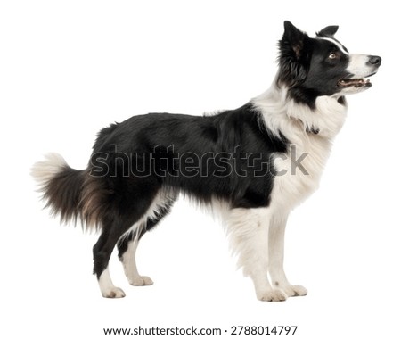 Black and white Border Collie with medium length coat and athletic build isolated on white background.