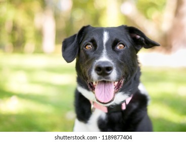 are border collies mixed breed