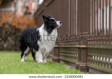 A black and white border collie posing on the grass next to a wrought iron fence