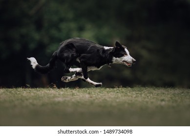 Border Collie Short Hair Images Stock Photos Vectors Shutterstock