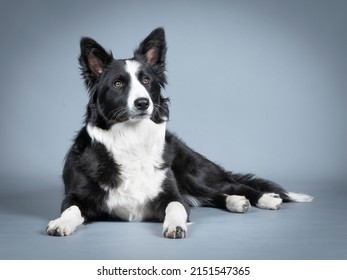 Black And White Border Collie Puppy Lying Down