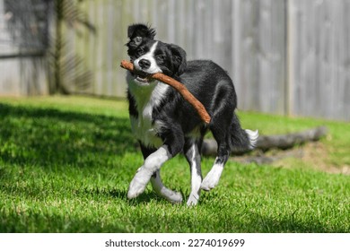 Black and white border collie puppy running on the grass in the park. - Shutterstock ID 2274019699