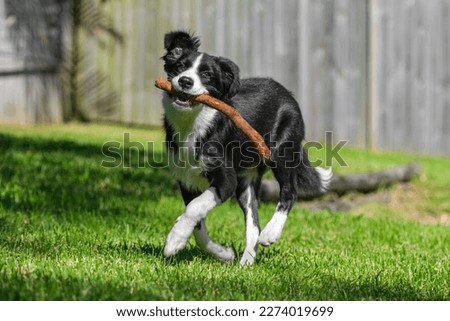 Black and white border collie puppy running on the grass in the park.