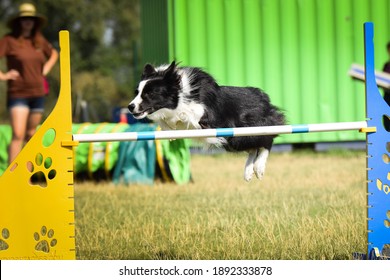 Black And White Border Collie Is Running  Race On Czech Agility Competition. Agility Competition In Dog Park Ratenice