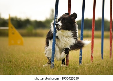 Black And White Border Collie Is Running On Czech Agility Competition Slalom. Prague Agility Competition In Dog Park Pesopark.