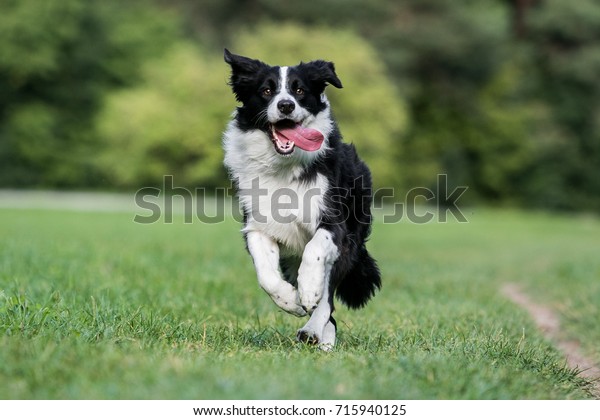Black\
and white border collie running on the green\
grass