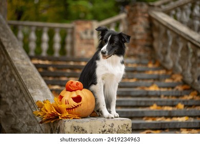 A black and white Border Collie sits on the railing of an old staircase with Halloween pumpkins and yellow maple leaves - Powered by Shutterstock