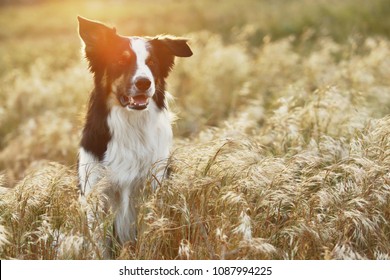 Black And White Border Collie Sitting In  Dry Grass, With Red Sunlight Behind During Sunset, Prairie Grass
