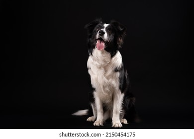 Black And White Border Collie Sitting On Black Backgrounds