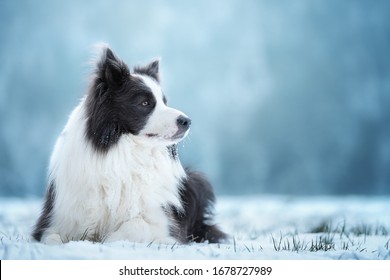 Black and white border collie in the snow. Dog in the snow.  - Powered by Shutterstock