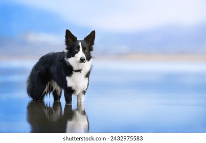 A black and white border collie stands in a blue lake against a blue sky and looks to the right. Dog against the background of nature - Powered by Shutterstock