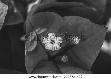 Black and White Bougainvillea Spectabilis White Flower Stamen Close 