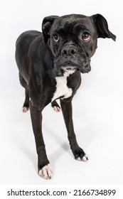 Black And White Boxer Bulldog Mixed Breed Purebred Puppy Dog With Serious Confused Face Looking Up At Camera To The Side Head Tilt Isolated On White Background