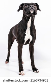 Black And White Boxer Bulldog Mixed Breed Purebred Puppy Dog With Serious Confused Face Looking Up At Camera To The Side Head Tilt Isolated On White Background